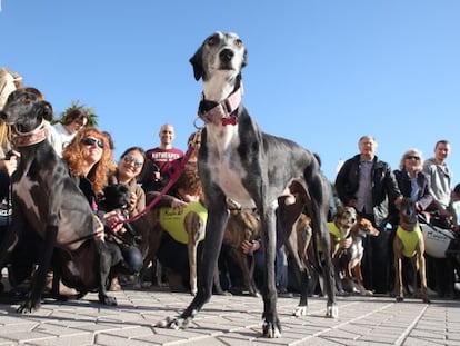 Greyhounds are often abused and abandoned, say animal activists.