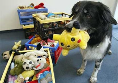 <i>Rico</i>, un border collie de nueve años, coge un <i>Pokemon</i> a petición de sus dueños.