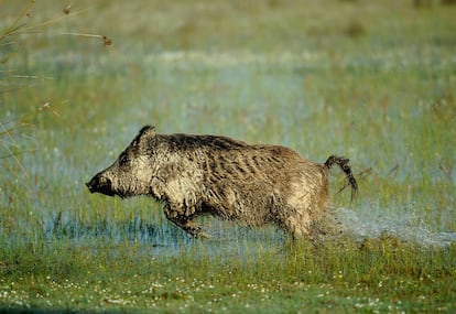 Un jabalí en Doñana.