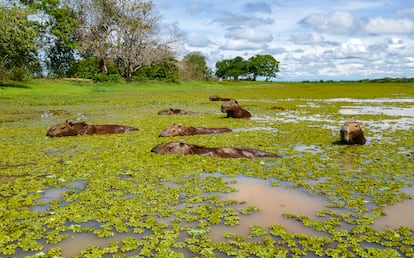 Un grupo de chigüiros en la sabana inundada, en Casanare (Colombia).