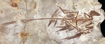 Fósil del dinosaurio Microraptor conservado en museo de Historia Natural de Pekín.