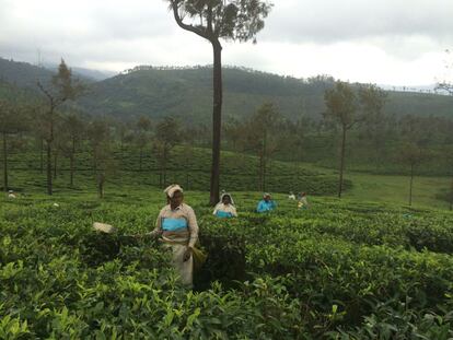 Valparai es un altiplano de 220 kilómetros cuadrados con plantaciones de té y rodeado por bosques. La gran mayoría de las 70.000 de personas que viven aquí trabajan en las plantaciones.