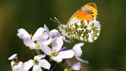 La mariposa aurora o mariposa musgosa (Anthocharis cardamines).