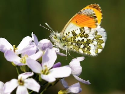 La mariposa aurora o mariposa musgosa (Anthocharis cardamines).