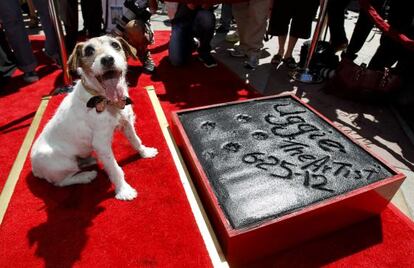 'Uggie', tras dejar sus huellas en el Teatro Chino Grauman de Hollywood.