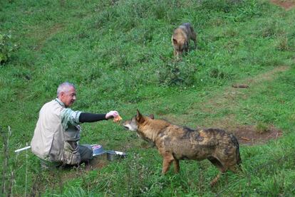 Jaime Marcos Beltrán, veterinario cuidador del cercado de los Lobos, en Belmonte de Miranda.