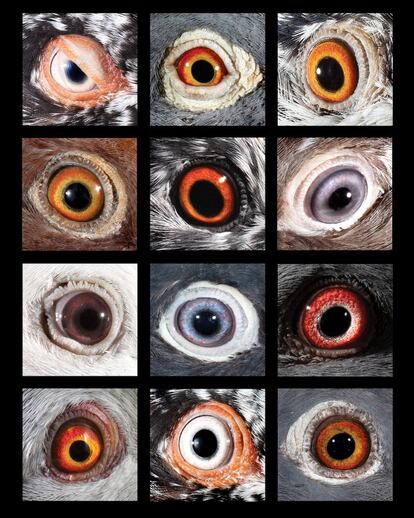 Una muestra del amplio espectro de colores de los ojos según la especie.