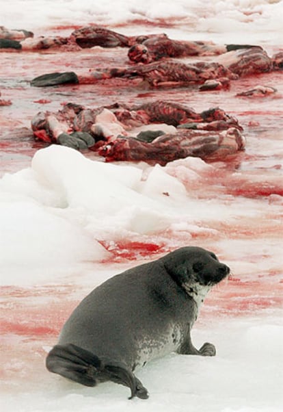 Una foca arpa, entre los restos de ejemplares sacrificados, en las islas Magdalena durante el primer día de batida.