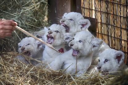 Un trabajador del zoológico de Demydiv (Ucrania) alimenta a cachorros de león blanco.