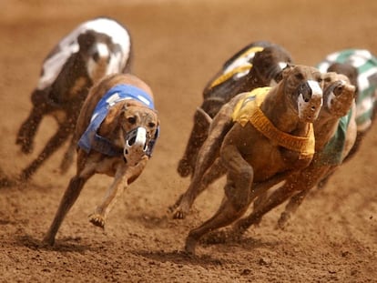 Una carrera de galgos en Colorado en 2004.