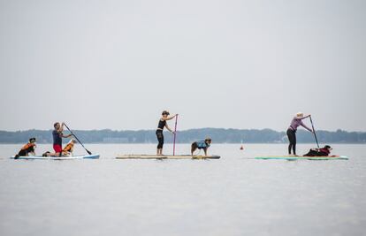 Tres surfistas de pala llevan a sus perros sobre las tablas, en las aguas de un lago de Wunstorf (Alemania). 