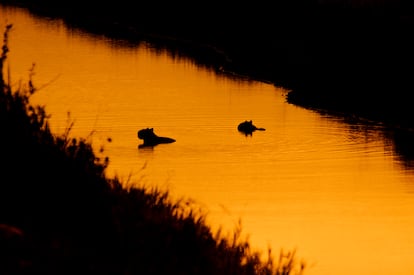 Dos chigüiros cruzan el río Meta al atardecer.