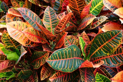 El crotón es una auténtica planta arcoíris por los tonos de sus hojas.