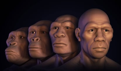 De izquierda a derecha, reconstrucci&oacute;n de los rostros de &#039;Australopitecus&#039;, &#039;Homo habilis&#039;, &#039;Homo erectus&#039; y &#039;Homo sapiens&#039;. 