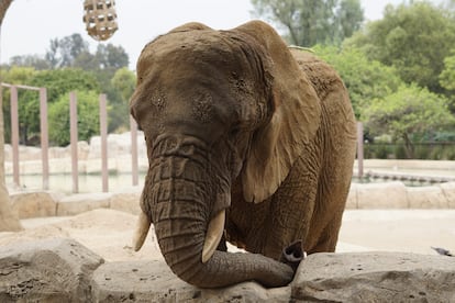 La elefanta Ely en el zoológico San Juan de Aragón, en Ciudad de México
