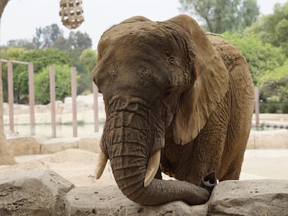 La elefanta Ely en el zoológico San Juan de Aragón, en Ciudad de México, el pasado 16 de mayo.