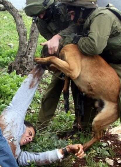 Un perro muerde a un manifestante palestino.