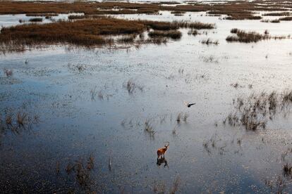 Un ciervo de la Pampa en medio de la inmensidad de esta reserva natural del norte de Argentina.