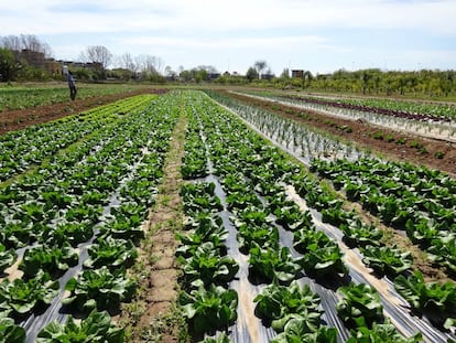 Una de las parcelas cultivadas para el estudio del CSIC.