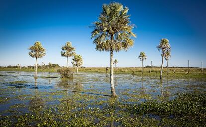 Un paisaje clásico
de los Esteros,
las zonas pantanosas 
de la provincia
de Corrientes,
al noroeste
de Argentina.