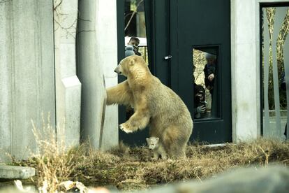 Dos osos, en el recinto donde viven en el zoológico Tiergarten Schoenbrunn en Viena (Austria).