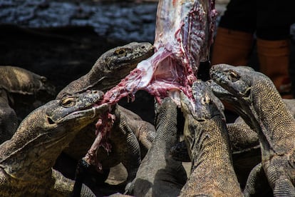 Seis dragones Komodo en la jaula del zoológico de Surabaya, en Java Oriental, Indonesia, el 5 de marzo de 2019.