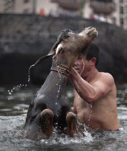 Un pastor lleva a cabo el tradicional 'Baño de las cabras', un ritual de origen guanche de la isla de Tenerife.