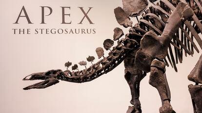 El esqueleto del estegosaurio 'Apex' en Nueva York.