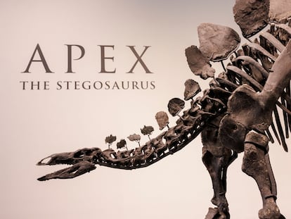 El esqueleto del estegosaurio 'Apex' en Nueva York.