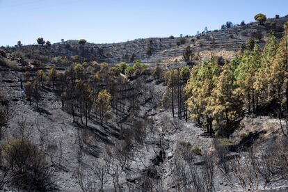 Bosque en Colera (Girona) después del incendio de inicios de agosto.