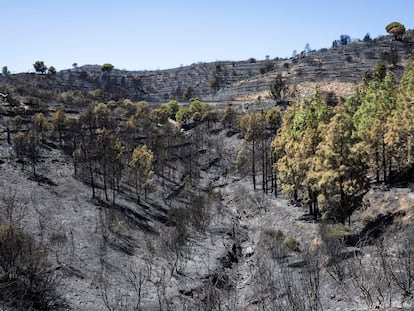 Bosque en Colera (Girona) después del incendio de inicios de agosto.