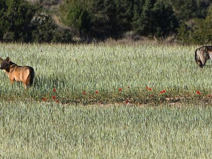 Pareja de lobos ibéricoitálica que habita en Alcañiz, esta primavera.