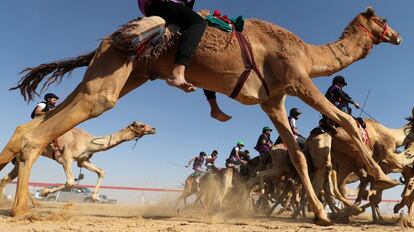 Carrera de jinetes durante el festival de camellos 'Sheikh Sultan Bin Zayed al-Nahyan', en el hipódromo Shweihan en Al Ain, cerca de Abu Dabi (Emiratos Árabes Unidos).