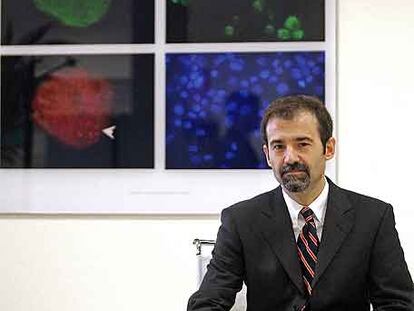 El investigador José Cibelli.