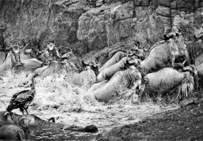La gran migración de los ñus, 
que todos los años cruzan la frontera de Tanzania con Kenia en busca de agua y pastos, atraviesa uno de los puntos 
más peligrosos, el río Mara. 
