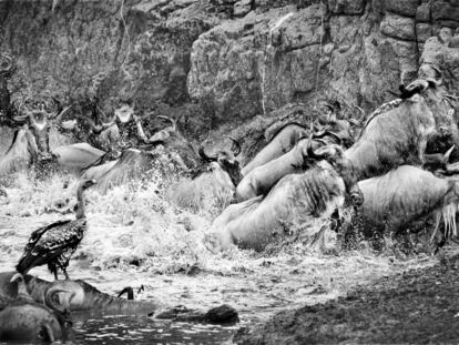 La gran migración de los ñus, 
que todos los años cruzan la frontera de Tanzania con Kenia en busca de agua y pastos, atraviesa uno de los puntos 
más peligrosos, el río Mara. 
