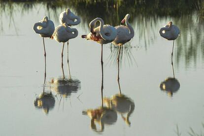 Flamencs a la zona de la Pletera, a l'Estartit.