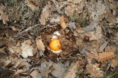 Una amanita cesárea brotando en un bosque de Soria.