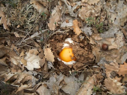 Una amanita cesárea brotando en un bosque de Soria.