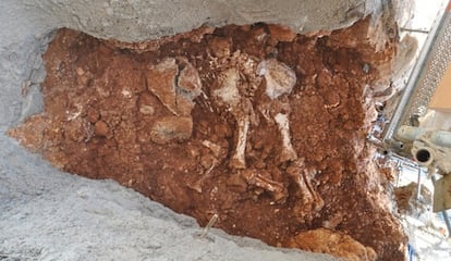 Restos de un elefante joven de más de 100.000 años de antigüedad.