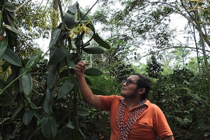 Moisés Asagkai ha transformado hasta una hectárea de tierras, donde antes había cultivos de café, en una plantación de vainilla pompona en la comunidad del Alto Mayo.