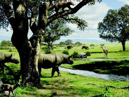 COMO UNA SABANA AFRICANA