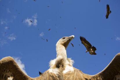 'Sobre la carroña', de Uge Fuertes Sanz, fue la ganadora del concurso de fotografía de FIO 2014 en la categoría de aves de España.