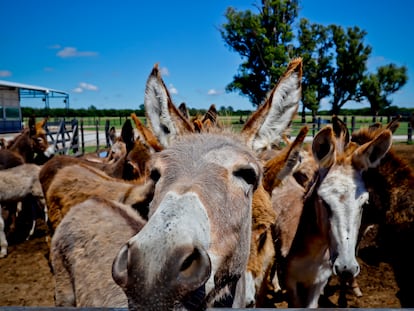 Burros y caballos