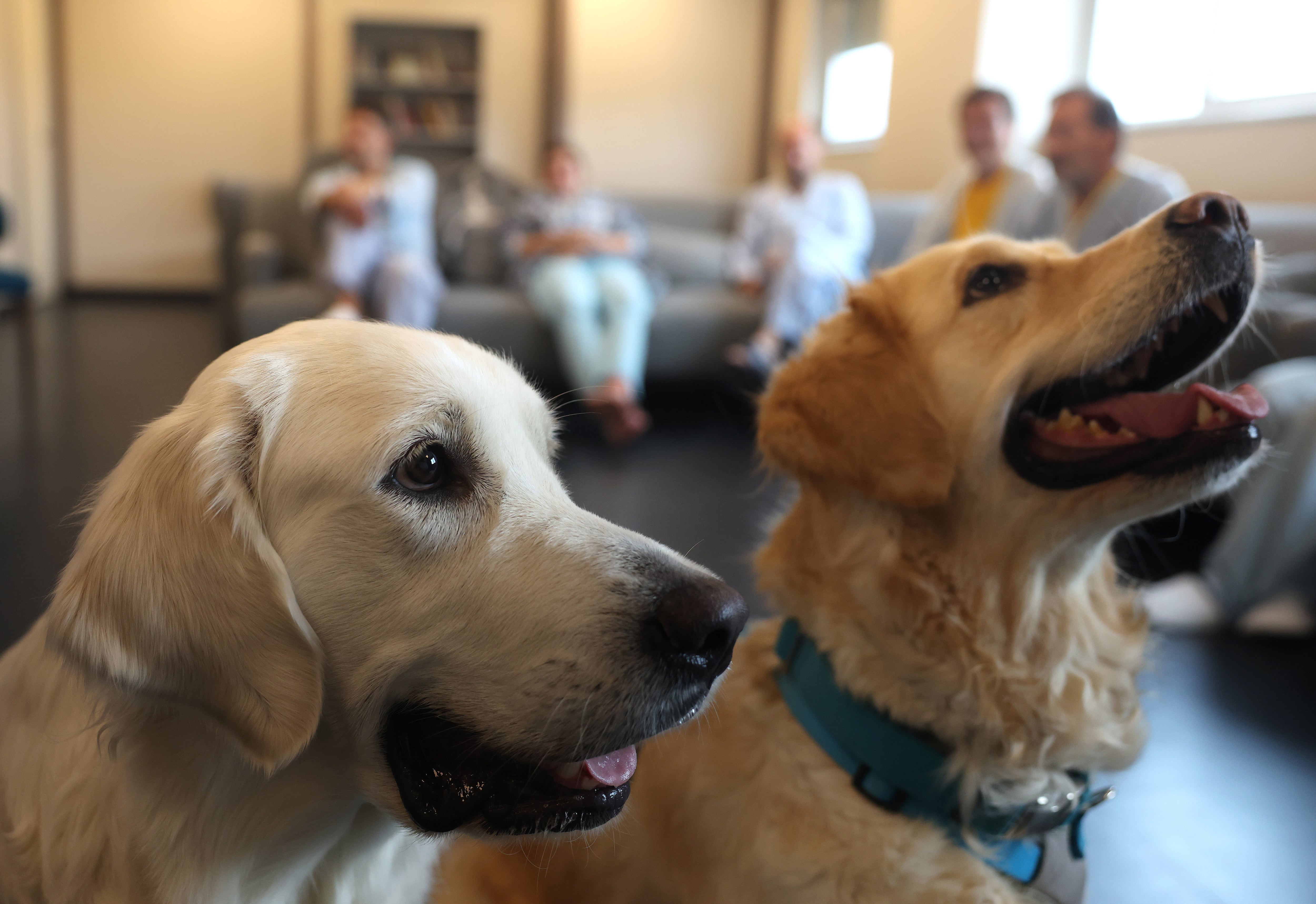 'Tiza' y 'Cleo', los dos perros que el Hospital Universitario de Torrejón utiliza para la terapia asistida con animales a pacientes de psiquiatría, durante la sesión del martes