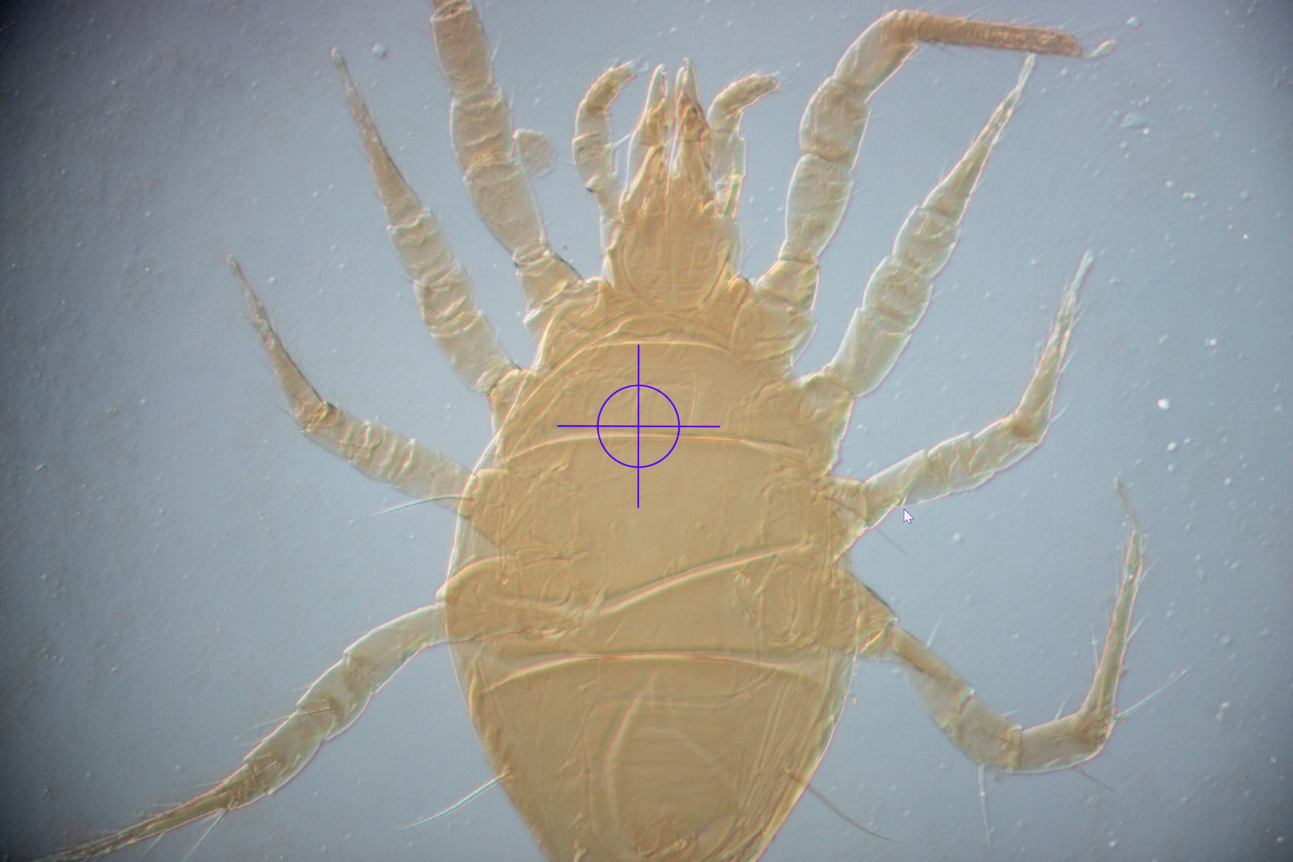 El ácaro 'Scheloribates laevigatus' controla la dispersión de hongos y contribuye a descomponer la materia orgánica de manera equilibrada.