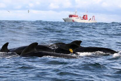 Ballenas