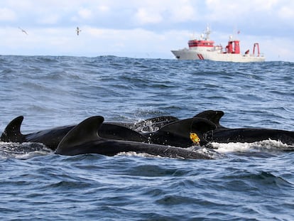 Ballenas