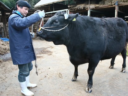 Bueyes de Kobe y Matsusaka, entre el mito y la leyenda