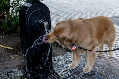 Un perro bebe agua de una fuente, durante el episodio de calor extraordinario, el 31 de mayo, en Madrid.